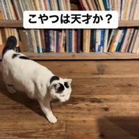 部屋に入ってくる猫