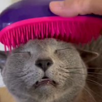 ブラッシングされている猫