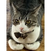 香箱座りしている猫