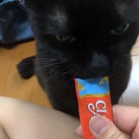 おやつをたべる黒猫