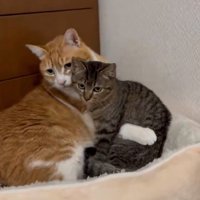 顔を近づける猫