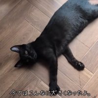 成長した黒猫