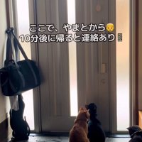 玄関で待っている猫達