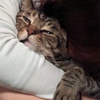 目を細めて遠くを見つめる猫