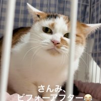 耳を倒して周囲の様子をうかがう猫