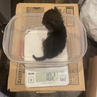 キッチンスケールに乗る子猫