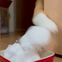 ノールックでパンチする猫