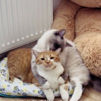 マンチカンを毛繕いするラグドール