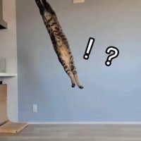 ジャンプしている猫