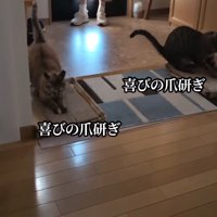 玄関で爪研ぎをしている2匹の猫