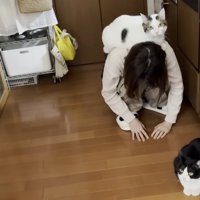 ママさんの背中に乗った猫ちゃん（画像右下に白黒ハチワレ猫ちゃん）