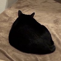 背中を向けてくつろぐ猫（耳が立っている）