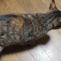 お尻を触られて声をあげる猫