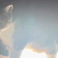 カーテンから出てくる猫