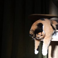 キャットタワーから上半身を乗り出す三毛猫