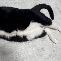 猫のお腹
