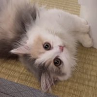 畳の上で横になっている子猫の上半身アップ