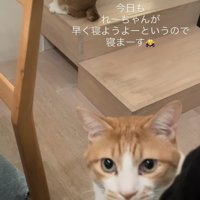 ママをベッドに誘う茶白猫と後ろの階段に座る茶白猫