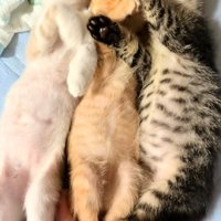三匹で並んで寝ている子猫