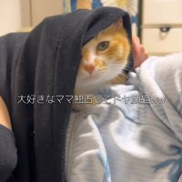 飼い主の服の中に入っている猫