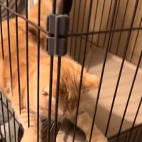 必死に耐える猫