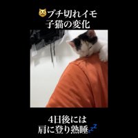 肩の上(正面)
