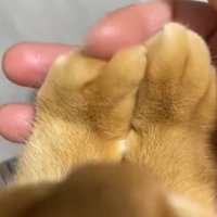 飼い主の指の動きに合わせて動く猫の指