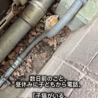 配管の隙間にいる子猫