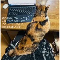 猫とパソコン