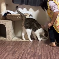 なでられる猫