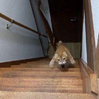 階段を登る猫