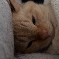 布団に入っている猫の顔
