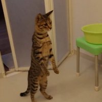 二足歩行で後ずさりする猫