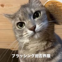 飼い主にブラッシングされるサバトラ猫