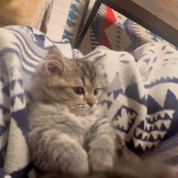 仰向けで自分のしっぽで遊んでいる子猫