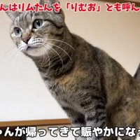 リムちゃんの紹介