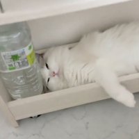 目を開ける猫