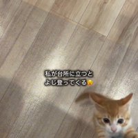 人の足によじ登っている子猫