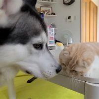 猫の顔の鼻を近づける犬