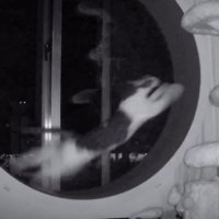 回し車で走る猫