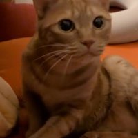 立ち上がる猫