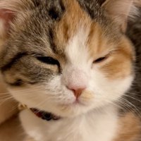 目を開く猫
