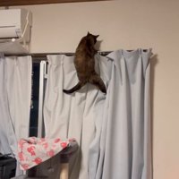 カーテンに登ろうとする猫