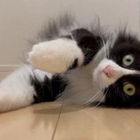 寝転がっている猫