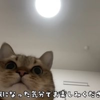 丸顔の猫