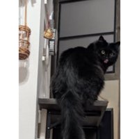 振り向く猫