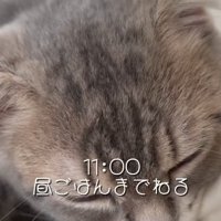 昼寝をする猫の顔のアップ