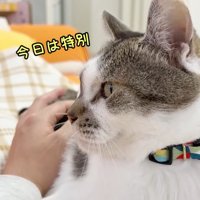今日は特別