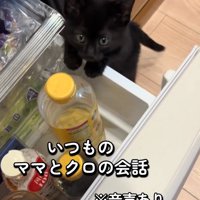 冷蔵庫の引き出しに前足をかける子猫