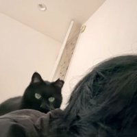 猫と女性